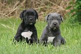 CANE CORSO 1261